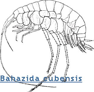 Bhazida cubensis