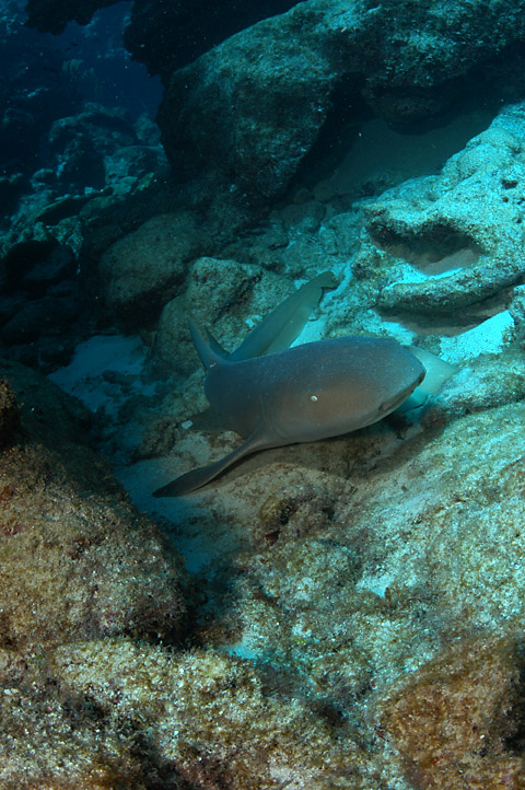 gue-caymanquest06_16