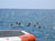 italy fundamentals qualification swim copyright GUE