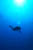 feeling alone jarrod with sharks coral sea copyright GUE david rhea