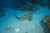 leopard shark coral sea copyright GUE david rhea