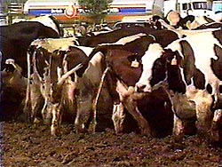 Dairy Polution