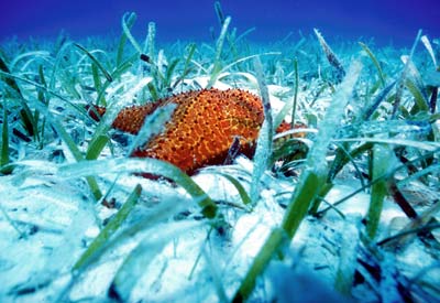 Cayman Starfish