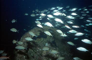 Fish on Atlantic Wreck